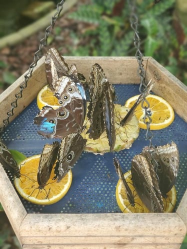 Butterflies on fruit. 